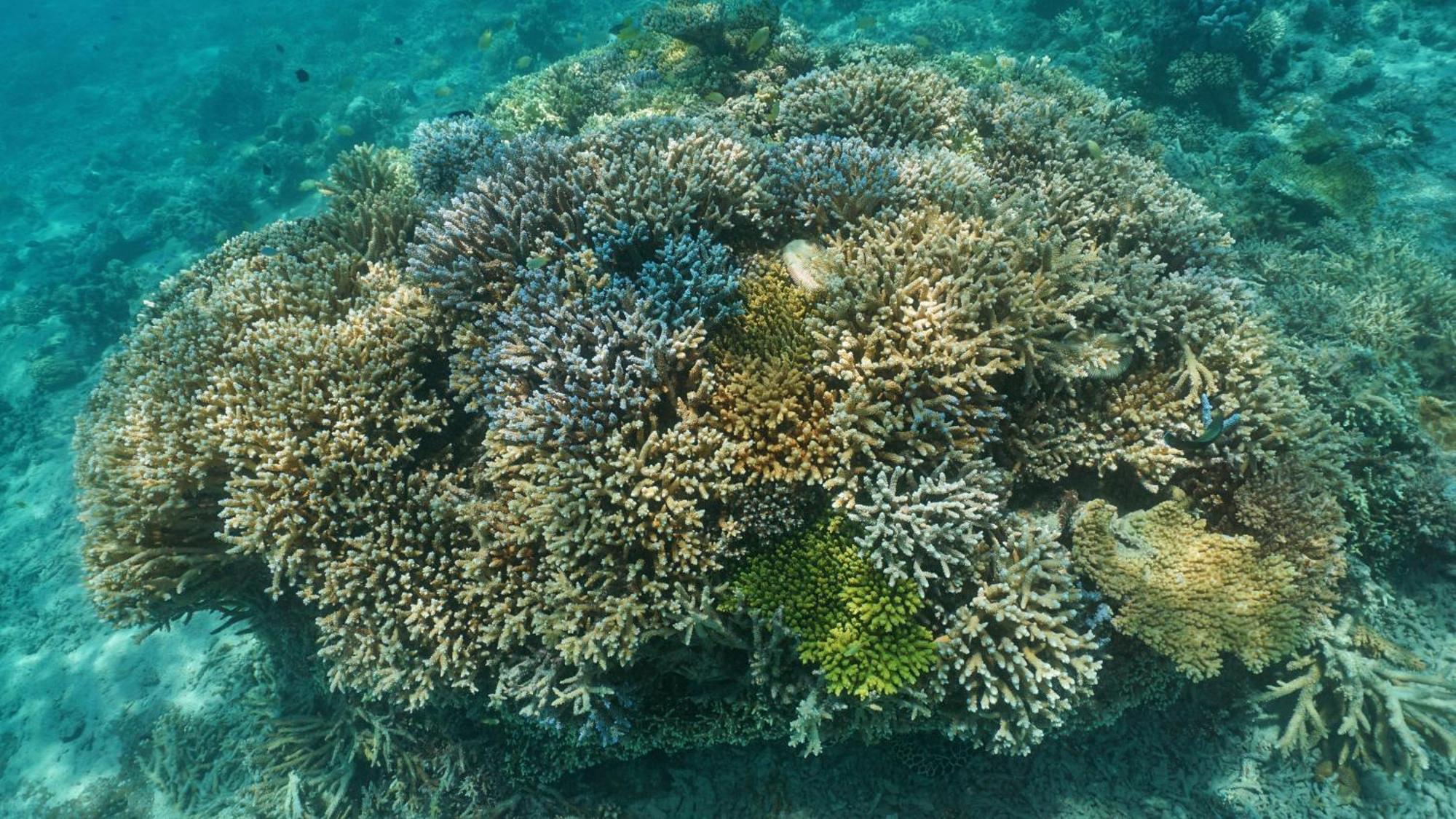 Intercontinental Lifou Wadra Bay Resort Akaouane المظهر الخارجي الصورة